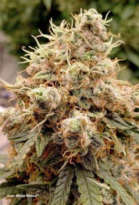 White Widow auto fem