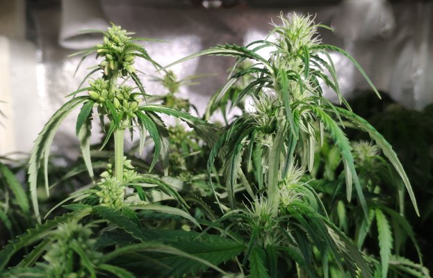 Мужское и женское растение конопли