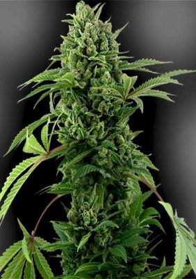 Pineapple Express auto fem